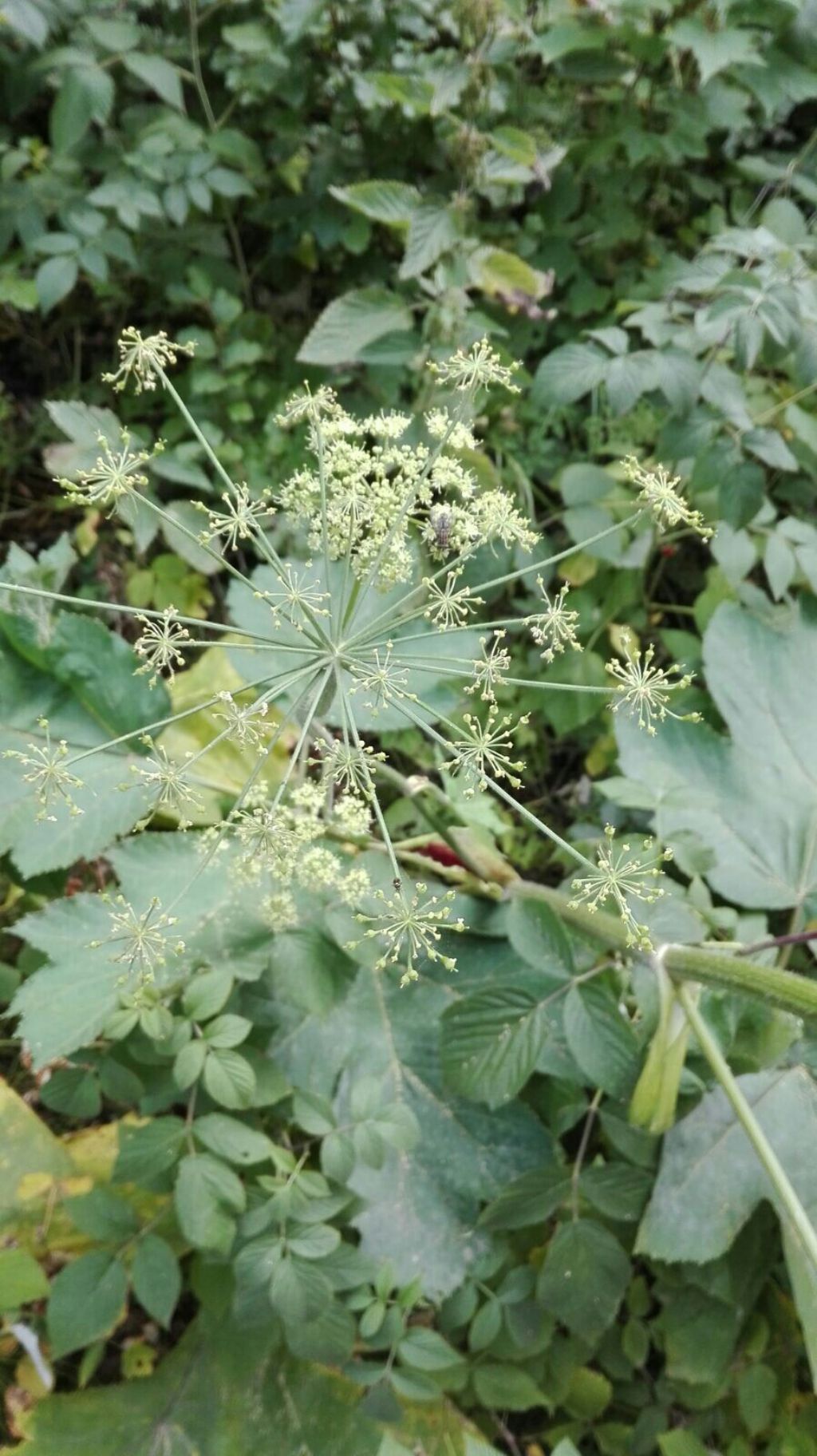 Heracleum sphondylium (Apiaceae)